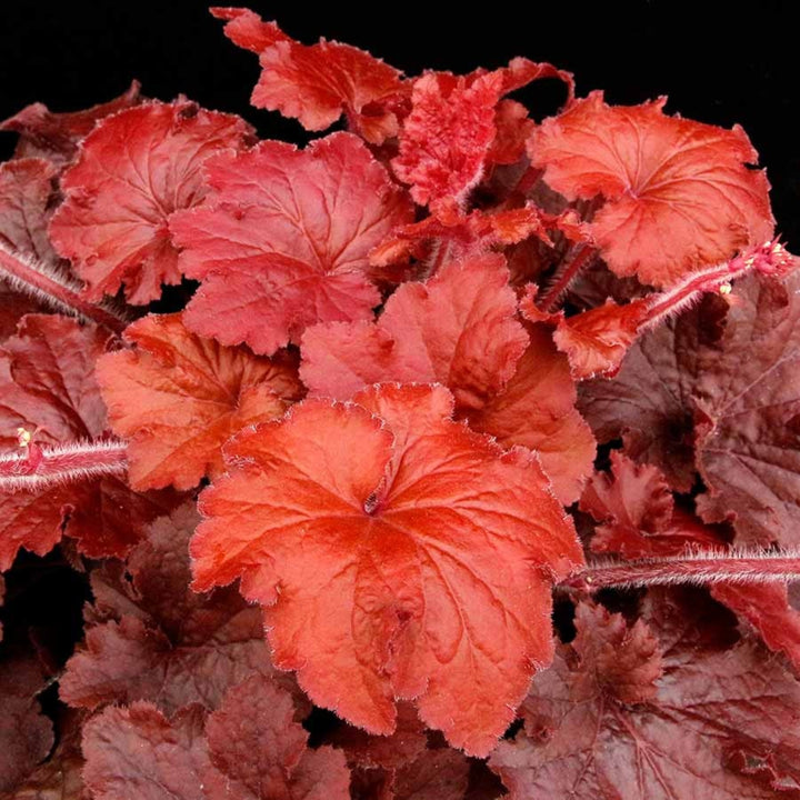 Heuchera 'Testarossa' PPAF Coral Bells, 1 Gallon Perennial