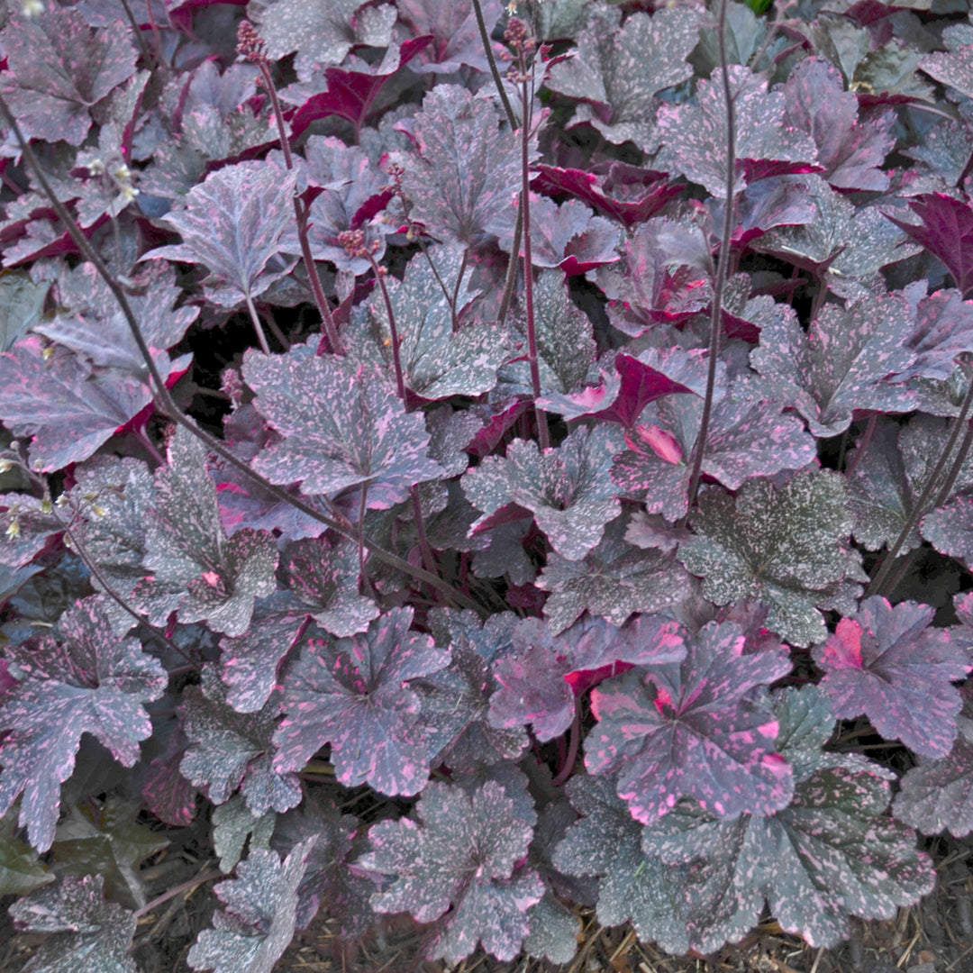 Heuchera 'Testarossa' PPAF Coral Bells, 1 Gallon Perennial