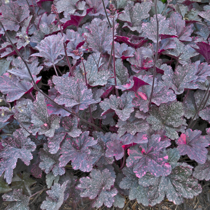 Heuchera 'Testarossa' PPAF Coral Bells, 1 Gallon Perennial