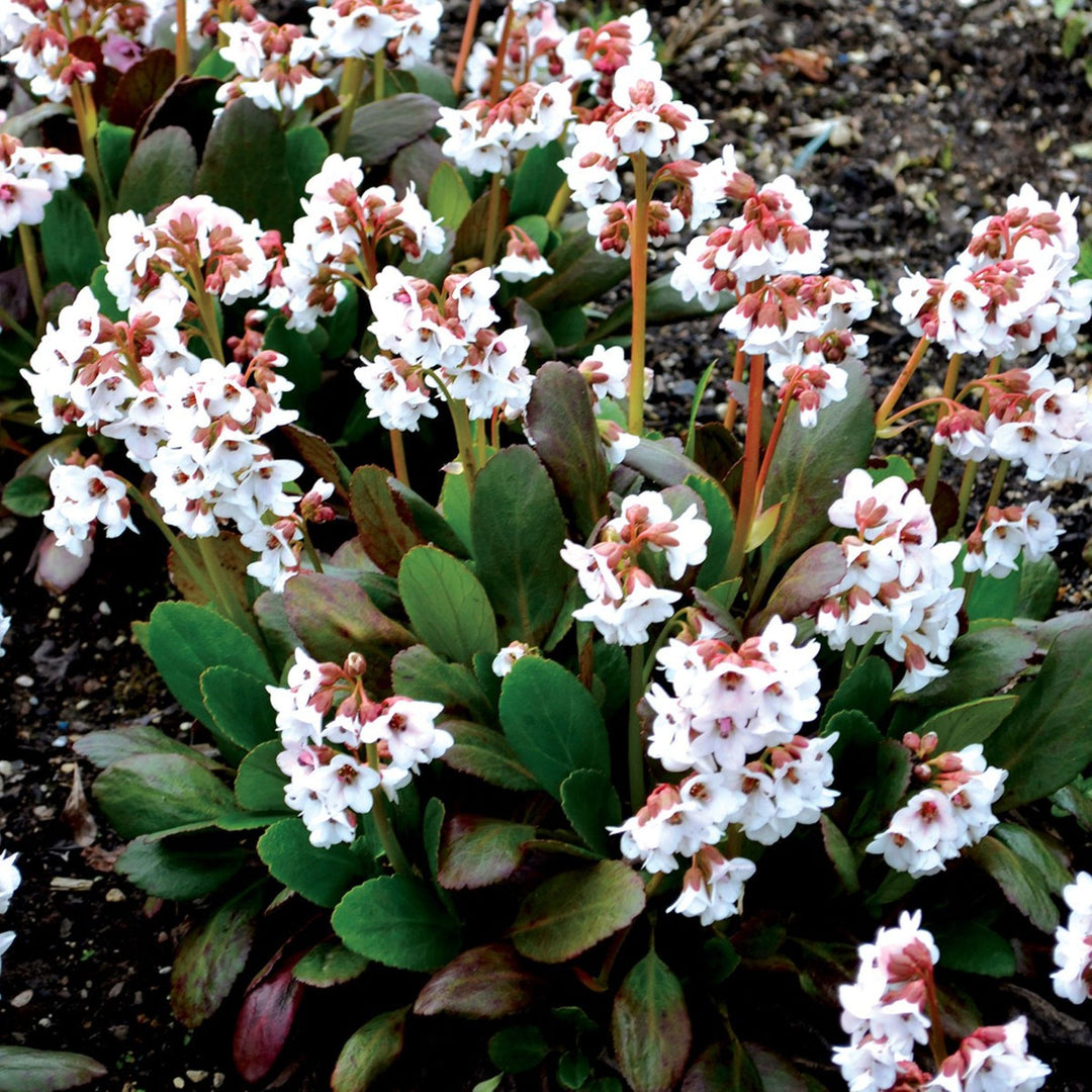 Bergenia 'Angel Kiss' Dragonfly™ Angel Kiss Bergenia, 1 Gallon Perennial