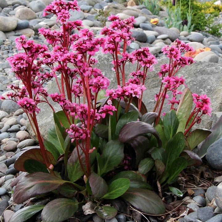 Bergenia 'Sakura' Dragonfly™ Sakura Bergenia, 1 Gallon Perennial