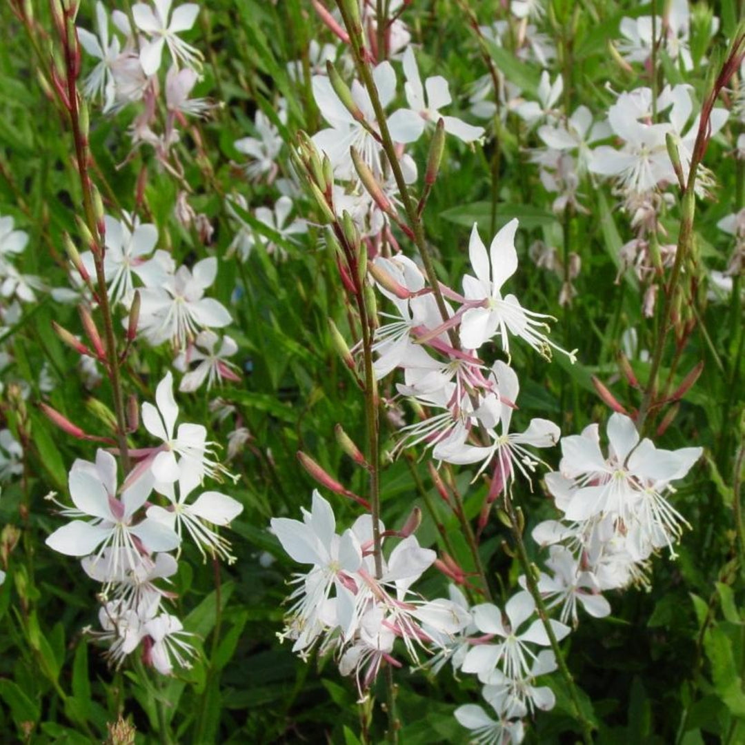 Gaura lindheimeri 'Whirling Butterfly' Wand Flower, 1 Gallon Perennial
