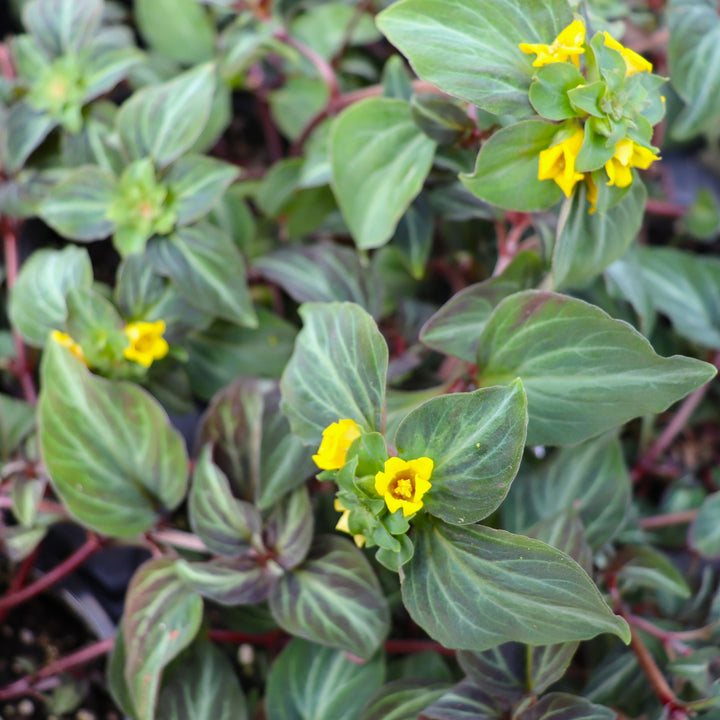 Lysimachia alfredii 'Night Light' PP33931 Creeping Jenny, 4 Inch/Quart Perennial