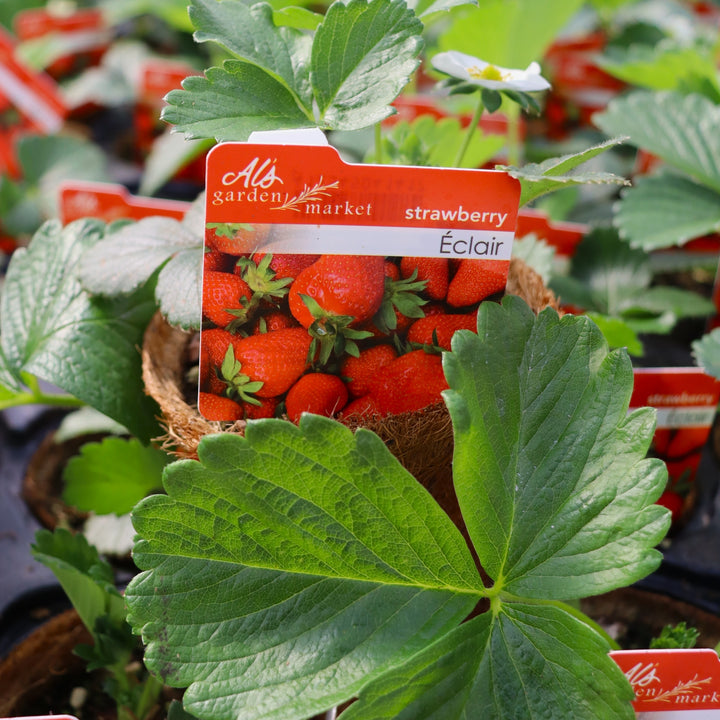 Fragaria x ananassa 'Eclair' Strawberry, 4 Inch Annuals