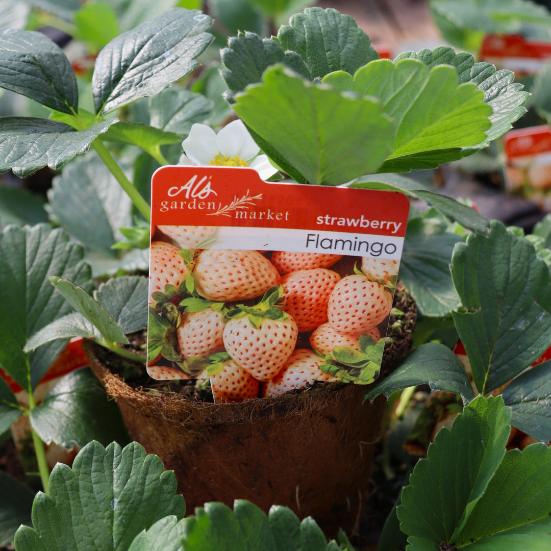 Fragaria x ananassa 'Flamingo' Strawberry, 4 Inch Annuals