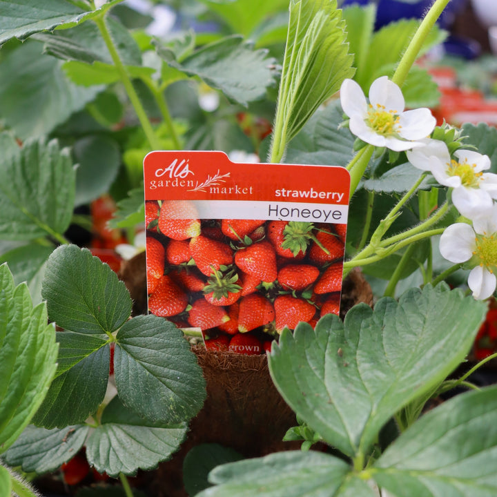 Fragaria x ananassa 'Honeoye' Strawberry, 4 Inch Annuals