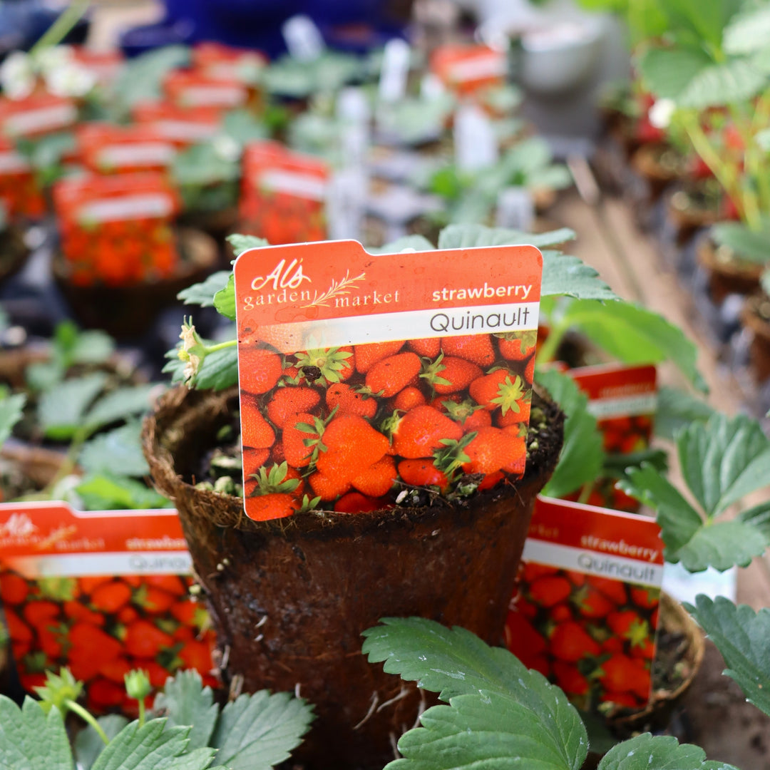 Fragaria x ananassa 'Quinault' Strawberry, 4 Inch Annuals