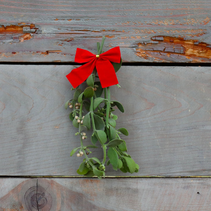 Mistletoe Bunch