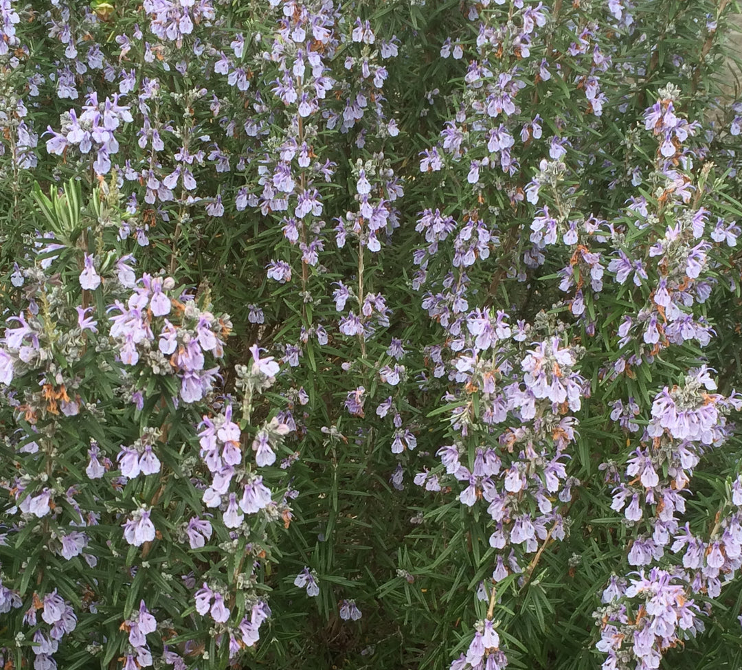 Rosmarinus officinalis 'Gorizia' Rosemary, 4 Inch/Quart Perennial