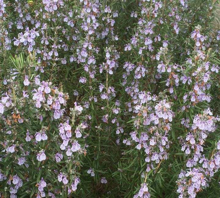 Rosmarinus officinalis 'Gorizia' Rosemary, 4 Inch/Quart Perennial