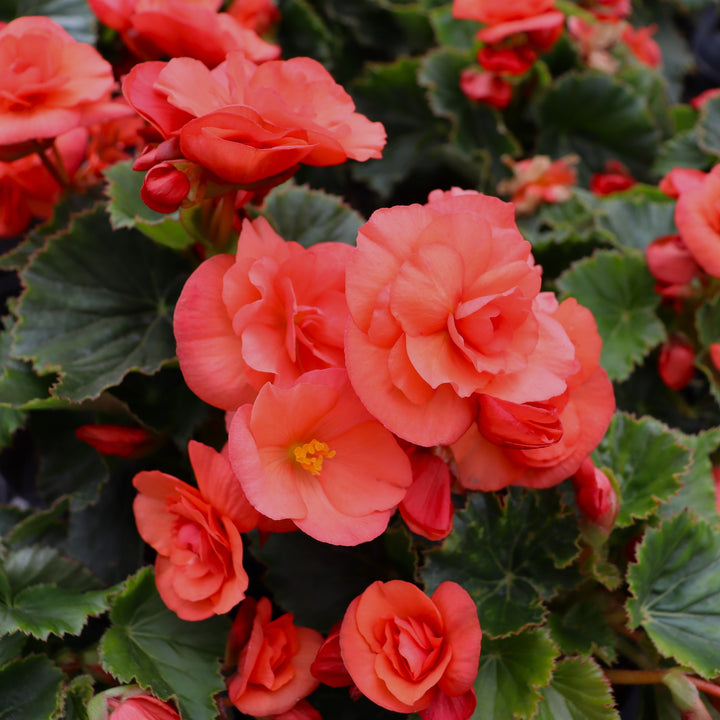 Begonia x Orange Solar Begonia, 1 Quart Annual