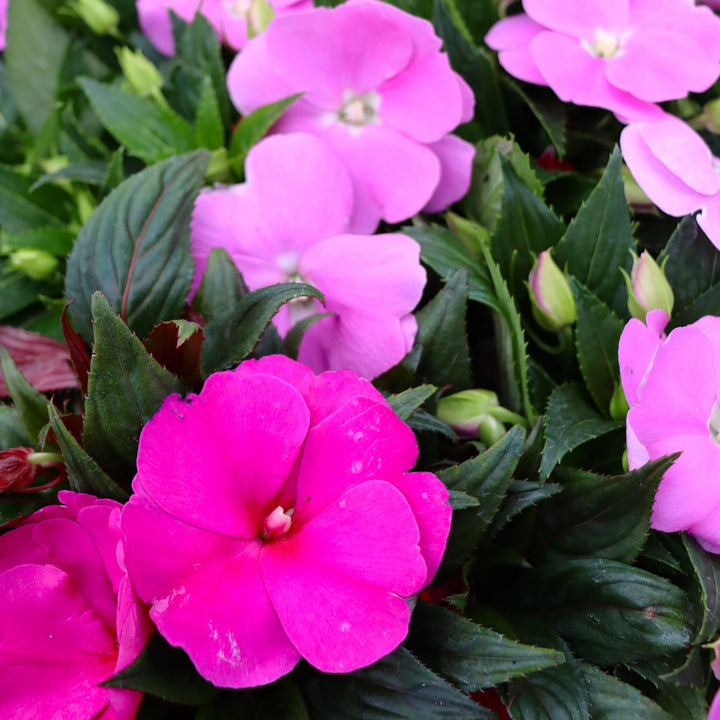 New Guinea Impatiens