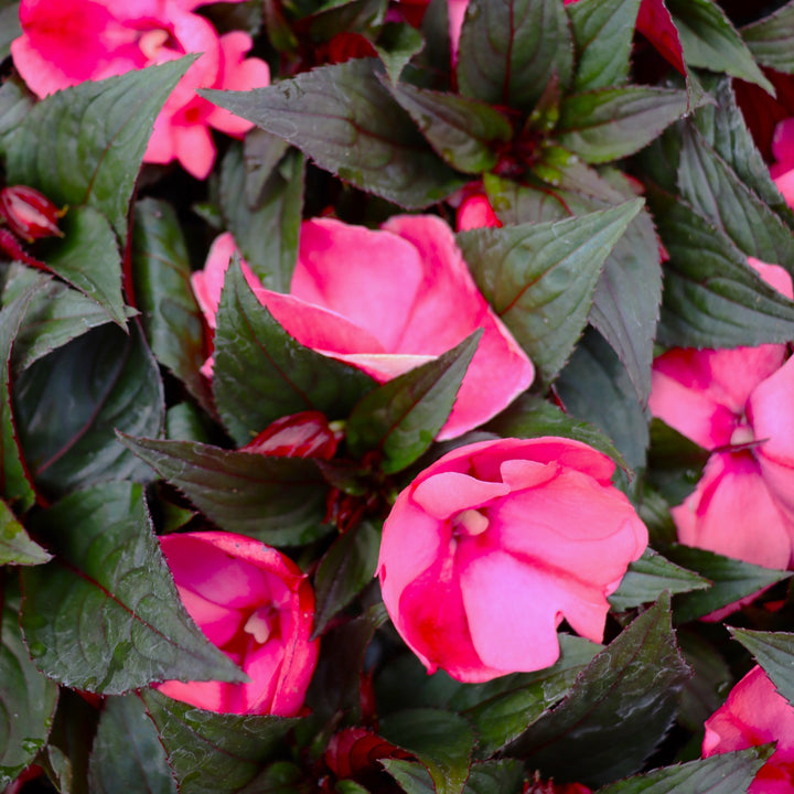 New Guinea Impatiens