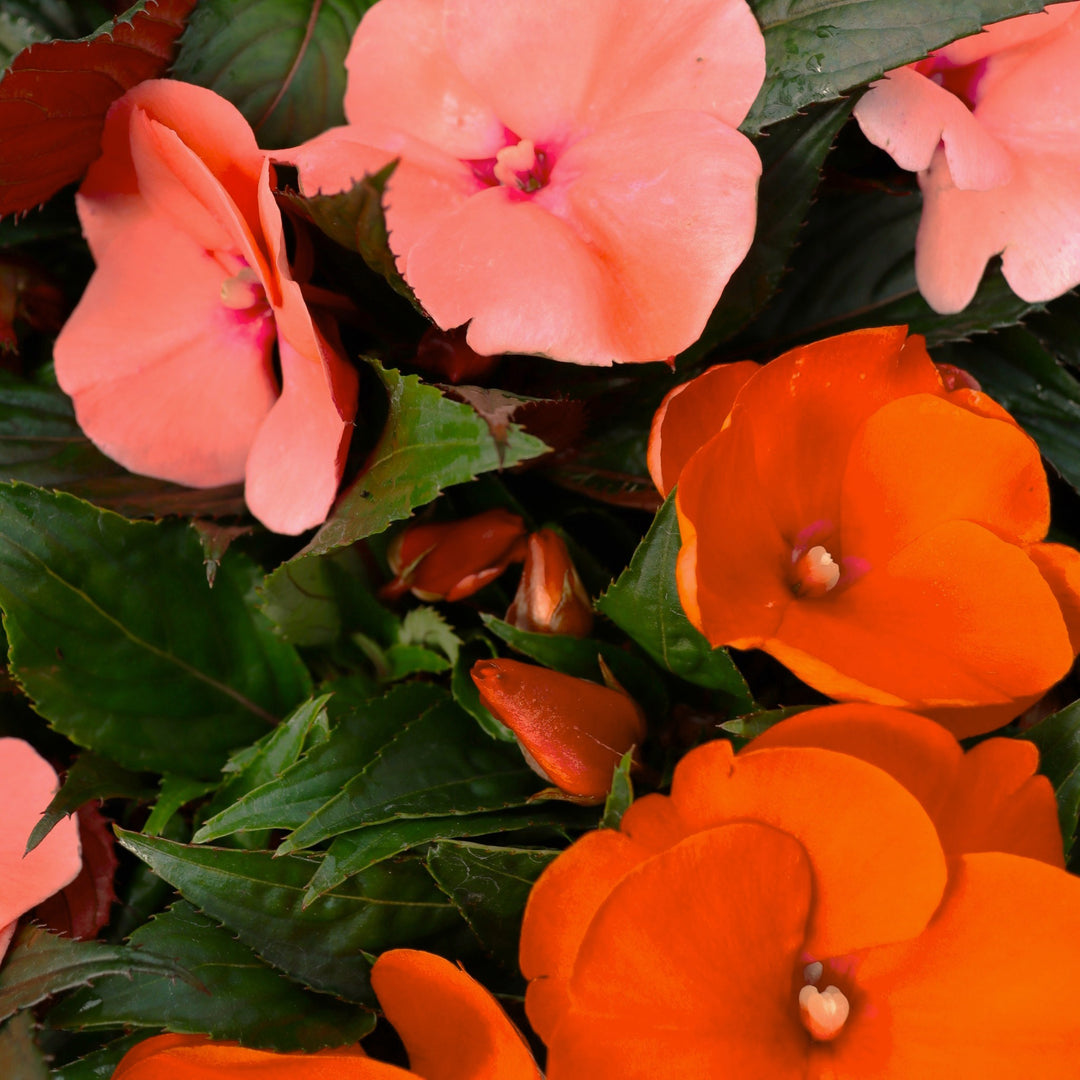 New Guinea Impatiens