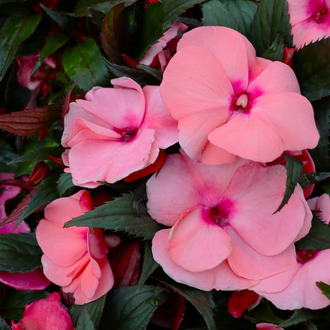 New Guinea Impatiens