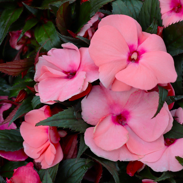 New Guinea Impatiens