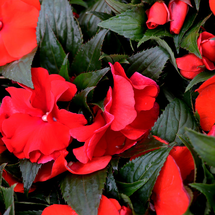 New Guinea Impatiens