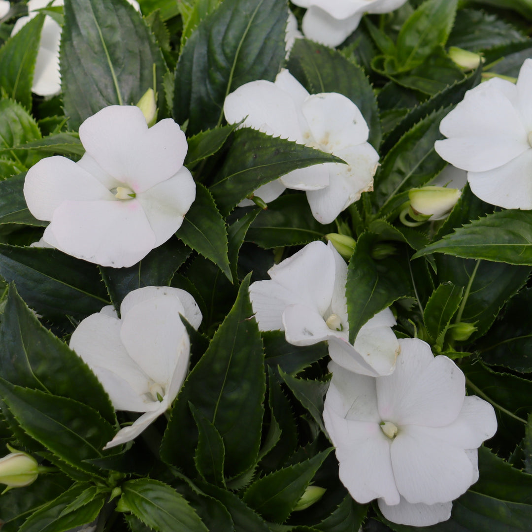 New Guinea Impatiens