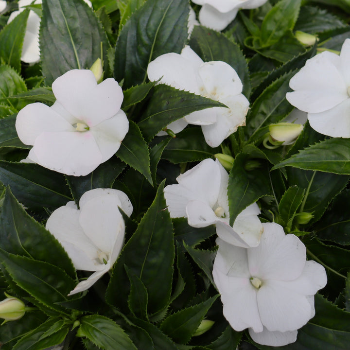 New Guinea Impatiens