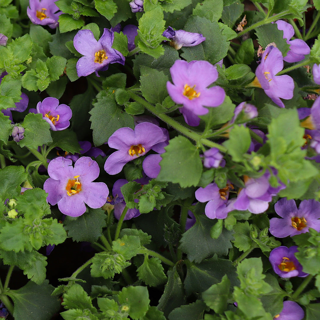 Bacopa