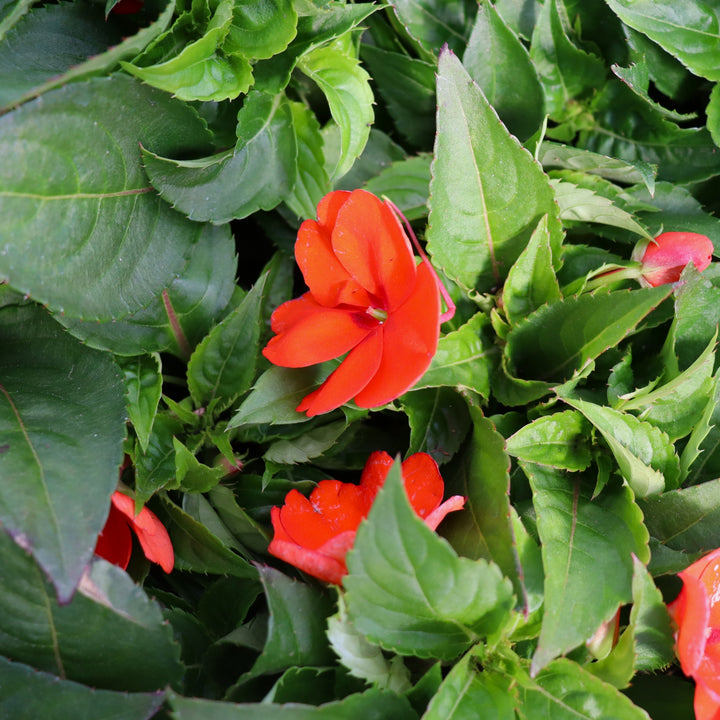 Impatiens x 'Compact Electric Orange' SunPatiens, 6-Pack Annual