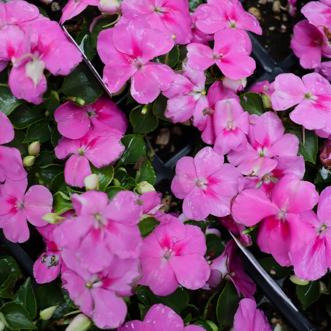 Impatiens walleriana 'Beacon Blue Pearl' Beacon® Blue Pearl Impatiens, 3-Pack Annual