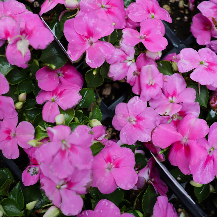 Impatiens walleriana 'Beacon Blue Pearl' Beacon® Blue Pearl Impatiens, 3-Pack Annual