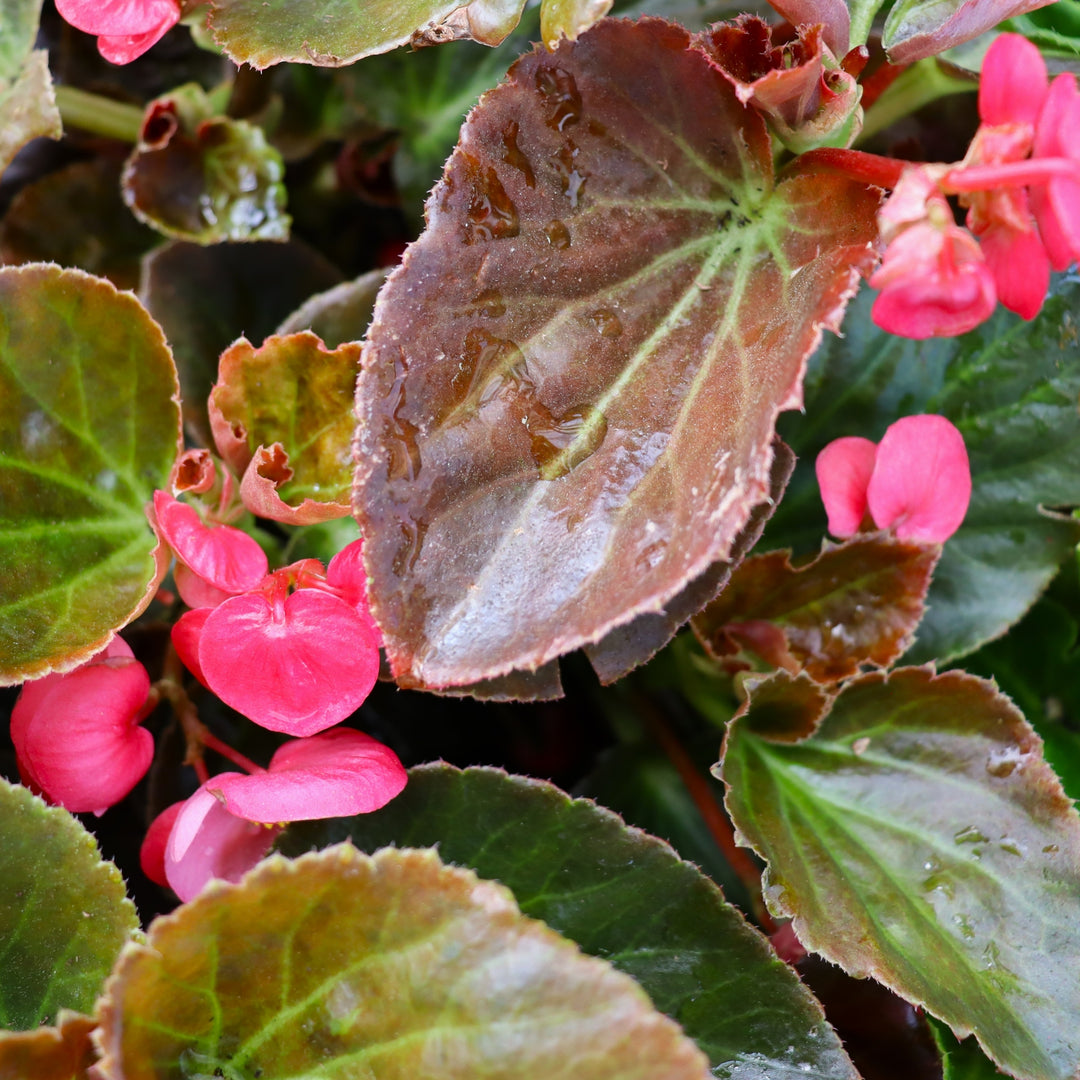 Begonia x 'Rose Bronze Leaf' Big® Rose Bronze Leaf Begonia, 6-Pack Annual