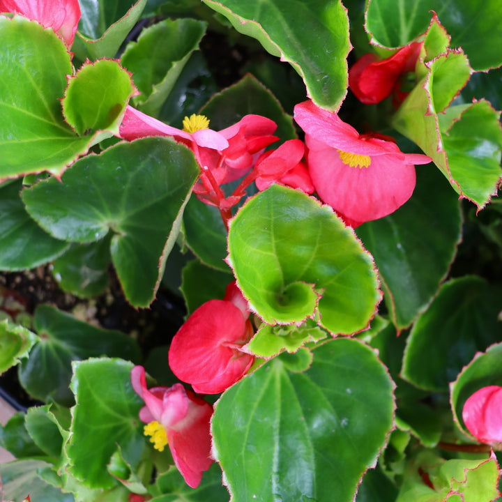 Begonia x 'Rose Green Leaf' Big® Rose Green Leaf Begonia, 6-Pack Annual
