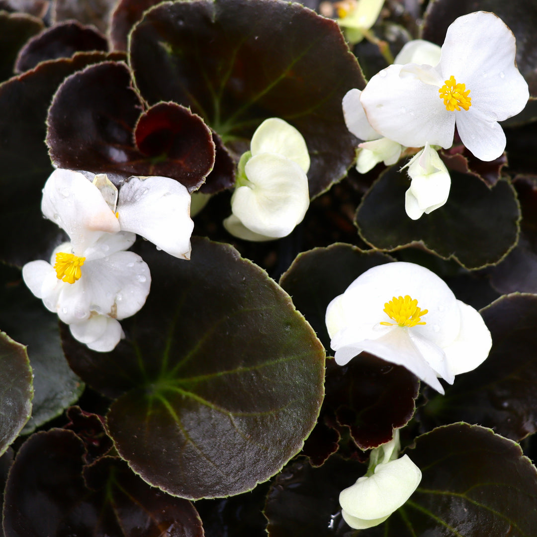 Begonia x 'White Bronze Leaf' Big® White Bronze Leaf Begonia, 6-Pack Annual