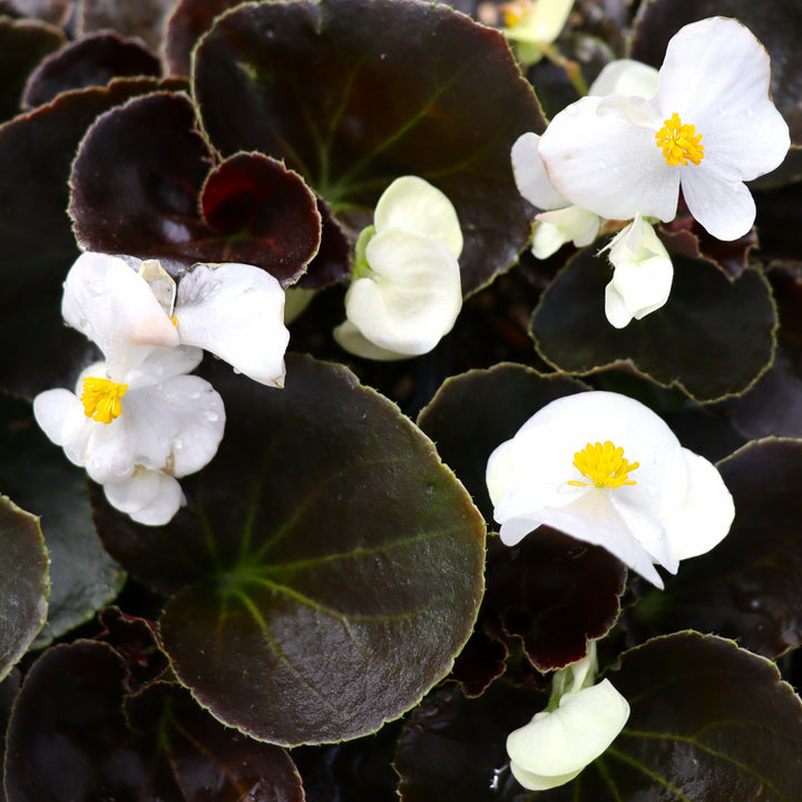 Begonia x 'White Bronze Leaf' Big® White Bronze Leaf Begonia, 6-Pack Annual