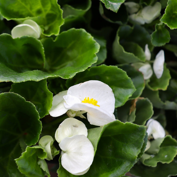 Begonia x 'White Green Leaf' Big® White Green Leaf Begonia, 6-Pack Annual
