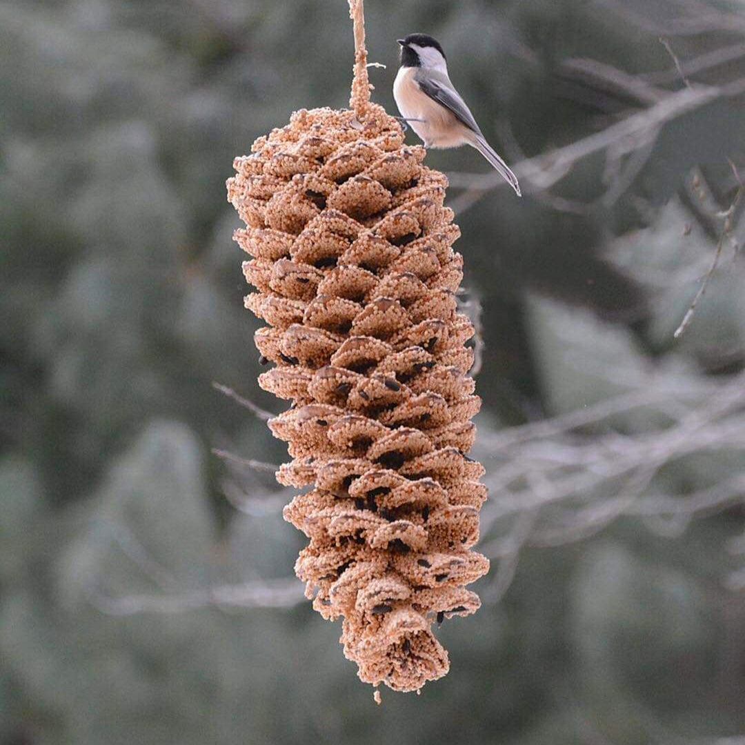 Mr. Bird Giant Pine Cone