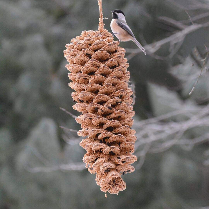 Mr. Bird Giant Pine Cone