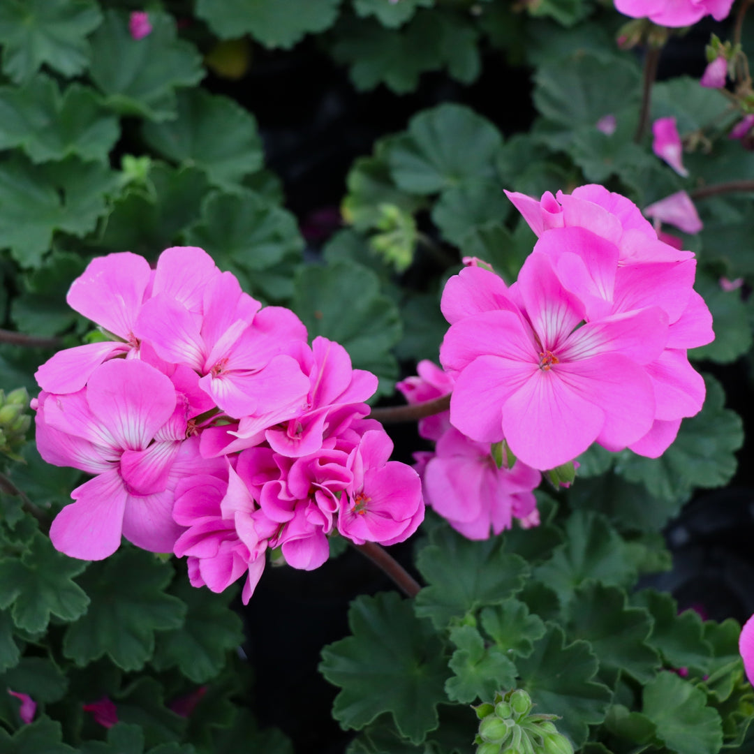 Zonal Geranium