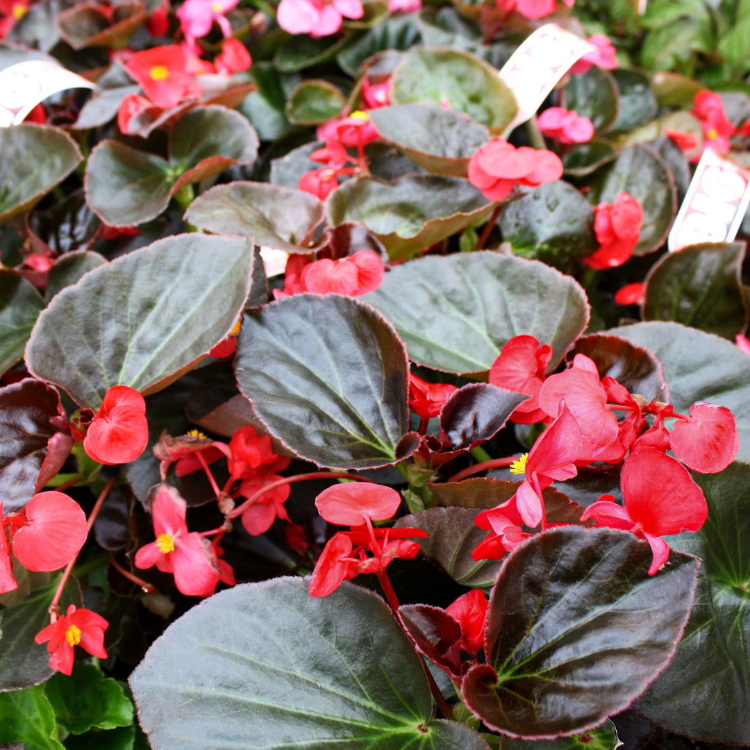 Begonia x 'Red Bronze Leaf' Big® Red Bronze Leaf Begonia, 6-Pack Annual