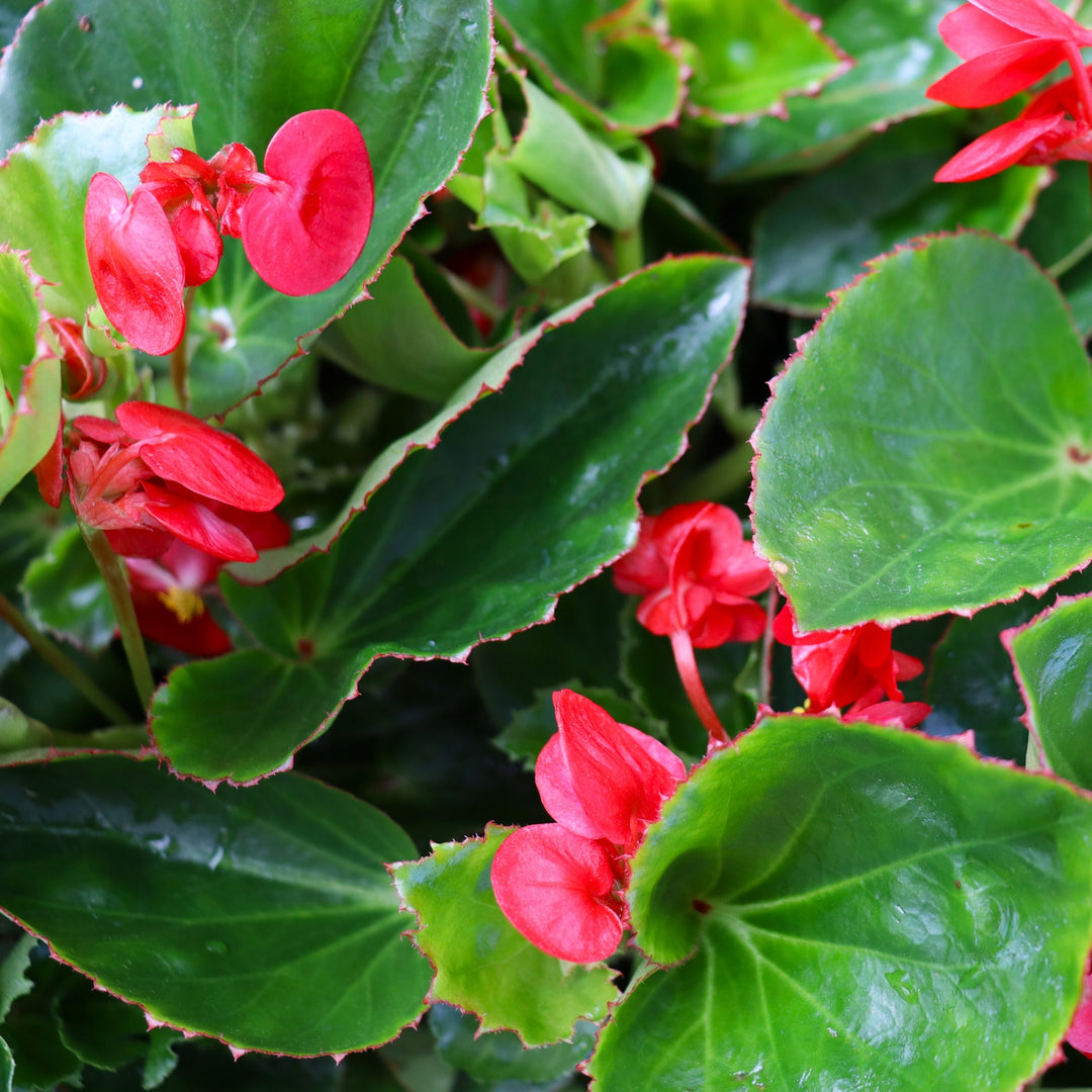 Begonia x 'Red Green Leaf' Big® Red Green Leaf Begonia, 6-Pack Annual