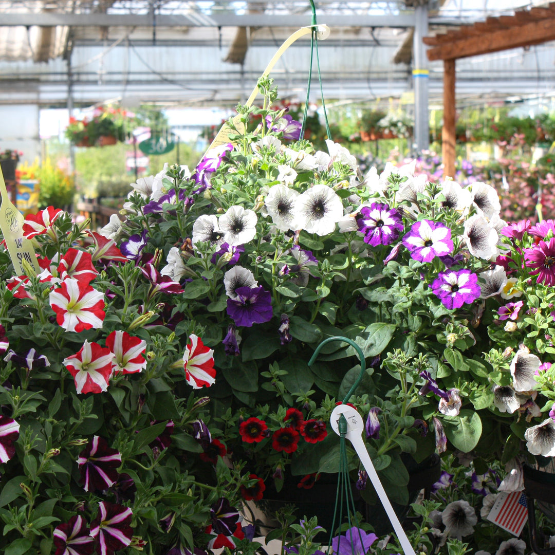 Spring Hanging Basket