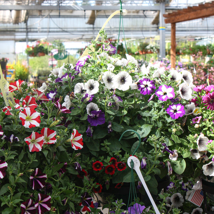 Spring Hanging Basket