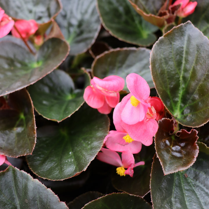 Begonia x 'Rose Bronze Leaf' Big® Rose Bronze Leaf Begonia, 1 Gallon Annual