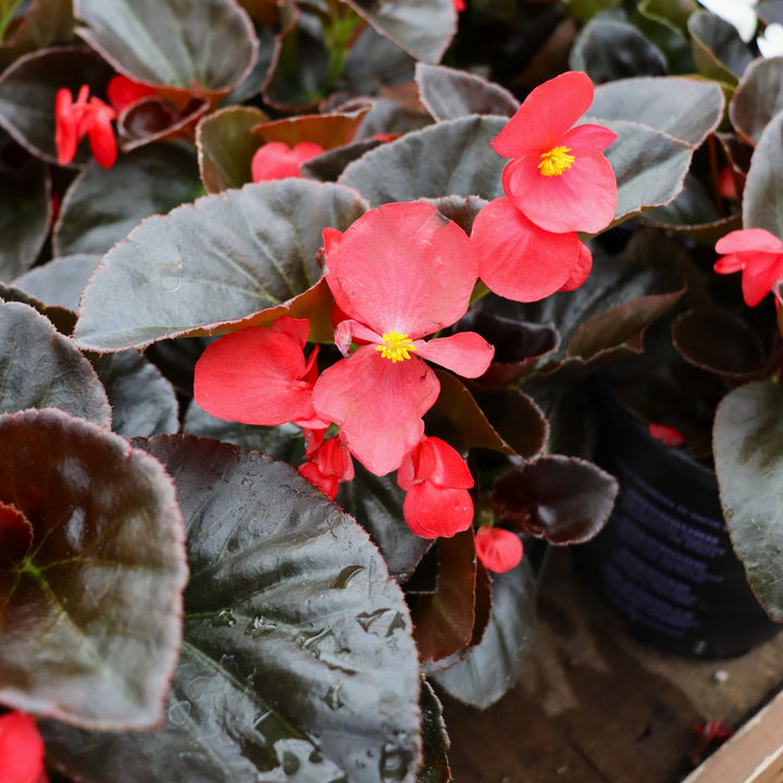 Begonia x 'Red Bronze Leaf' Big® Red Bronze Leaf Begonia, 1 Gallon Annual