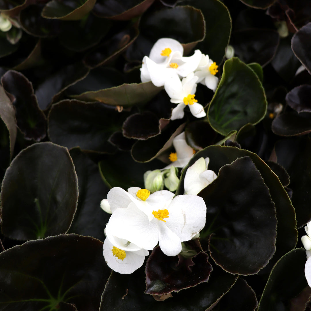 Begonia x 'White Bronze Leaf' Big® White Bronze Leaf Begonia, 1 Gallon Annual