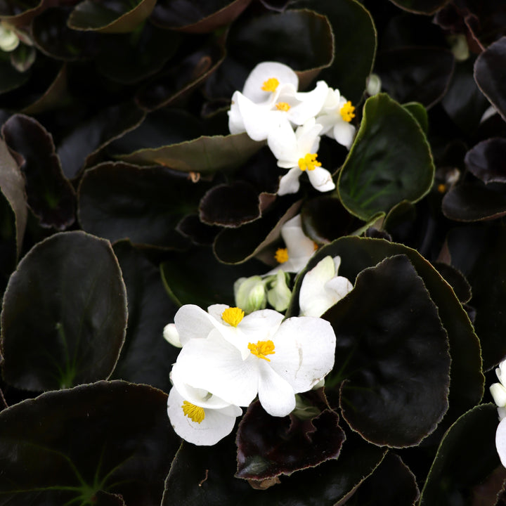 Begonia x 'White Bronze Leaf' Big® White Bronze Leaf Begonia, 1 Gallon Annual