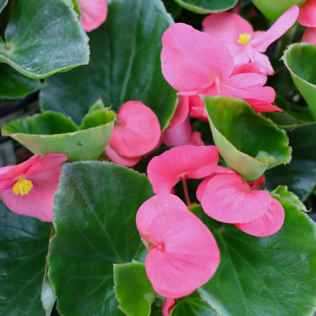 Begonia x 'Rose Green Leaf' Big® Rose Green Leaf Begonia, 1 Gallon Annual