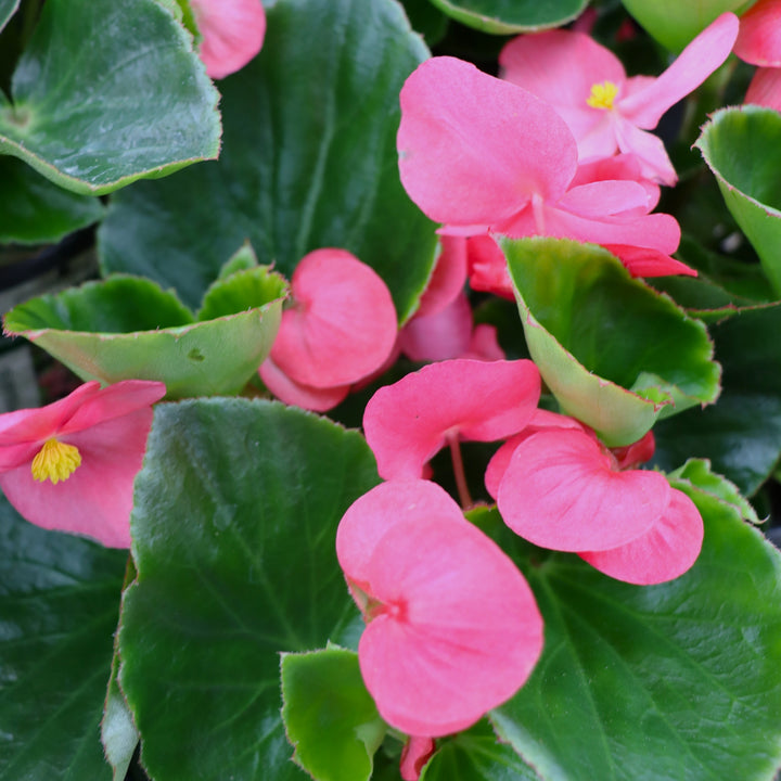 Begonia x 'Rose Green Leaf' Big® Rose Green Leaf Begonia, 1 Gallon Annual