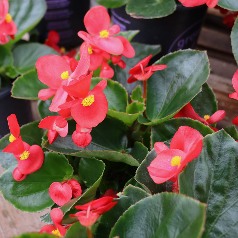 Begonia x 'Red Green Leaf' Big® Red Green Leaf Begonia, 1 Gallon Annual