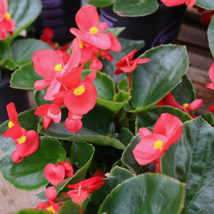 Begonia x 'Red Green Leaf' Big® Red Green Leaf Begonia, 1 Gallon Annual