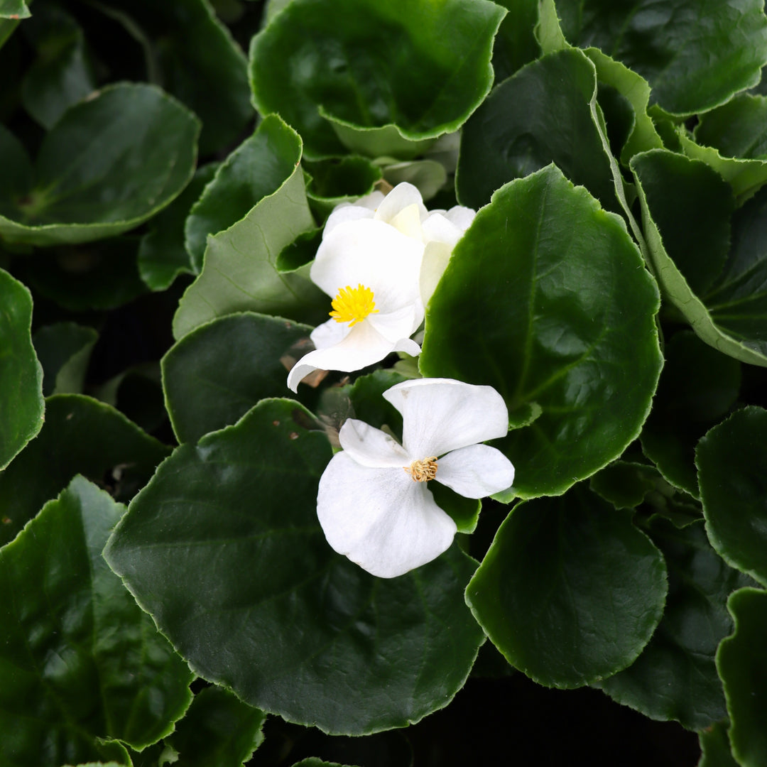 Begonia x 'White Green Leaf' Big® White Green Leaf Begonia, 1 Gallon Annual