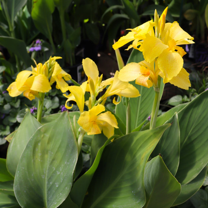 Canna Lily