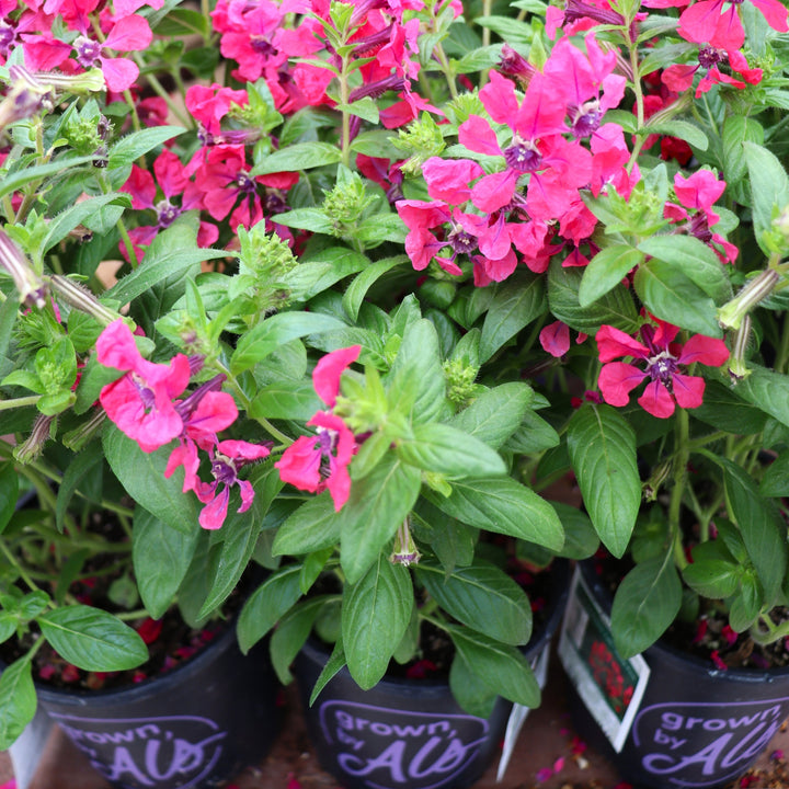 Cuphea probumbens 'Deep Pink' Sweet Talk™ Deep Pink Cuphea, 1 Gallon Annual